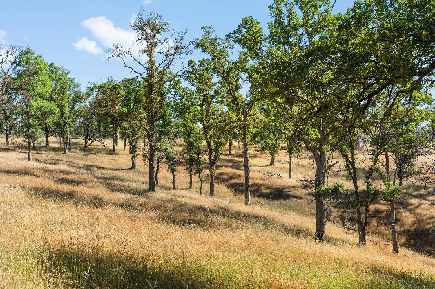 1484 Oregon Gulch Road Oroville CA 95965