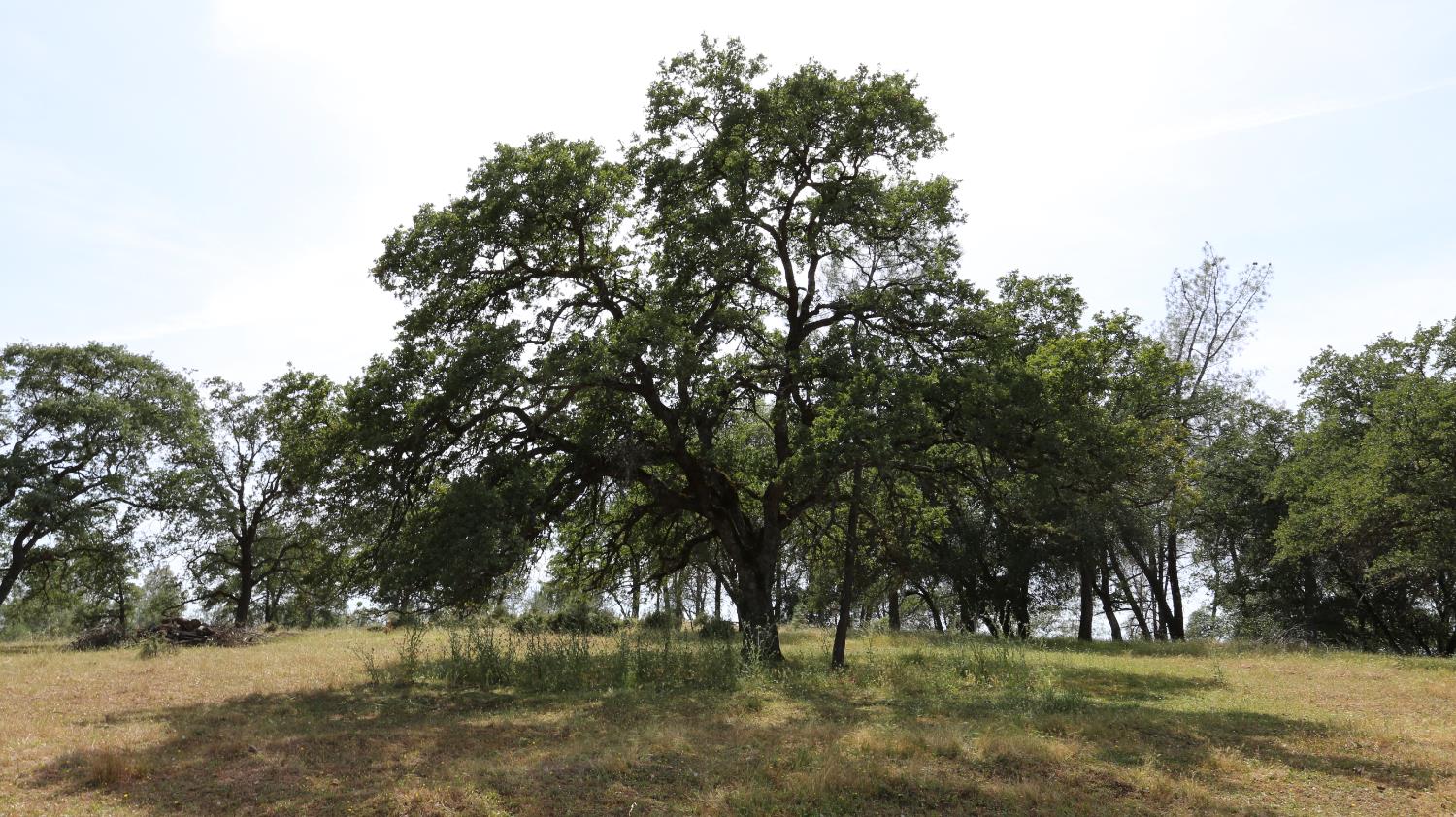 1484 Oregon Gulch Road Oroville CA 95965