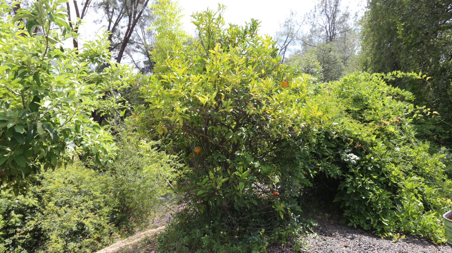 1484 Oregon Gulch Road Oroville CA 95965
