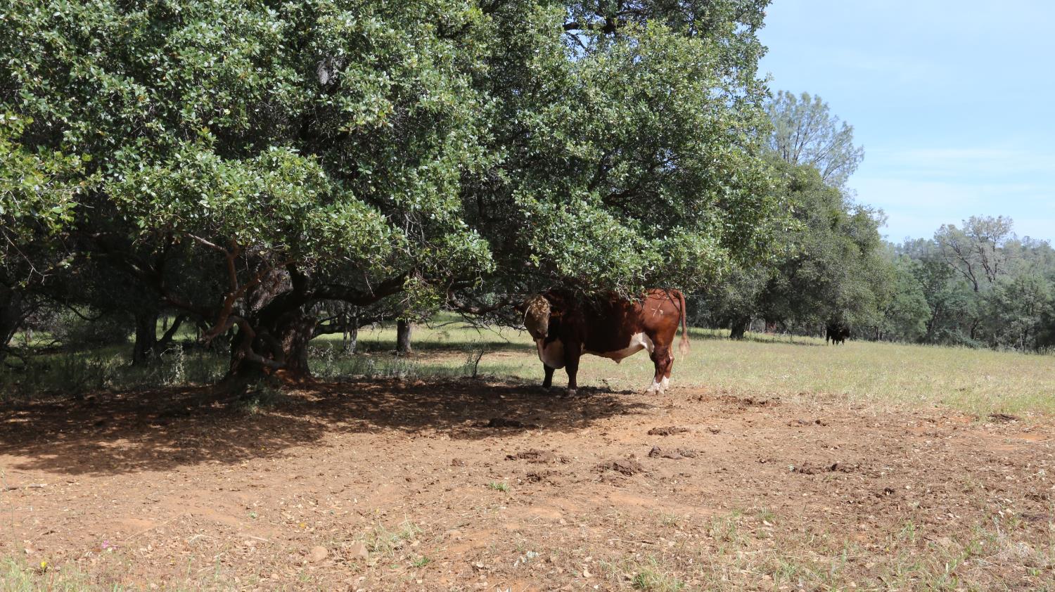 1484 Oregon Gulch Road Oroville CA 95965