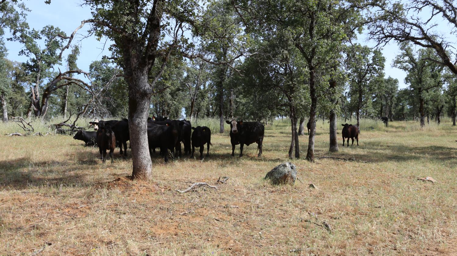1484 Oregon Gulch Road Oroville CA 95965