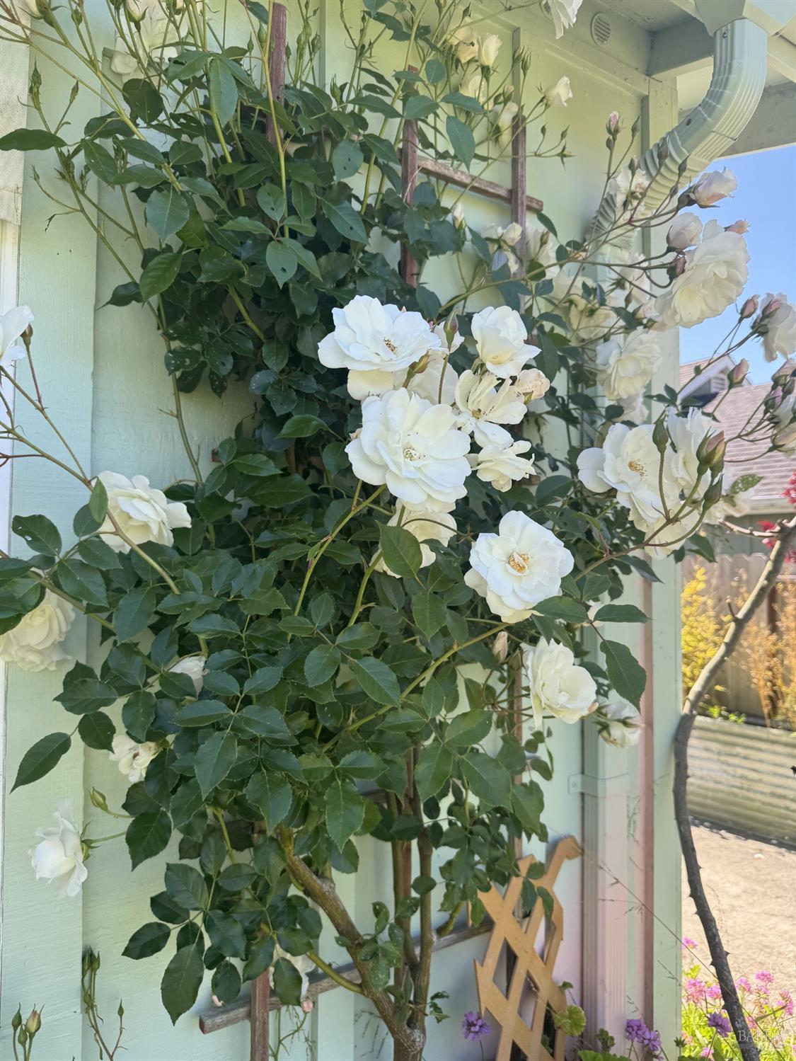 39 Carrie Street Tomales CA 94971