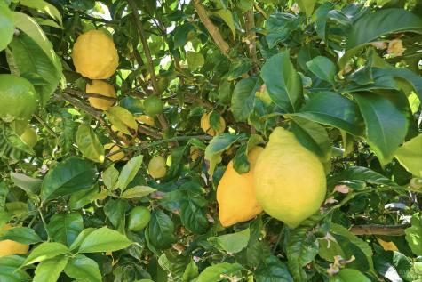 45 Bahama Reef Novato CA 94949