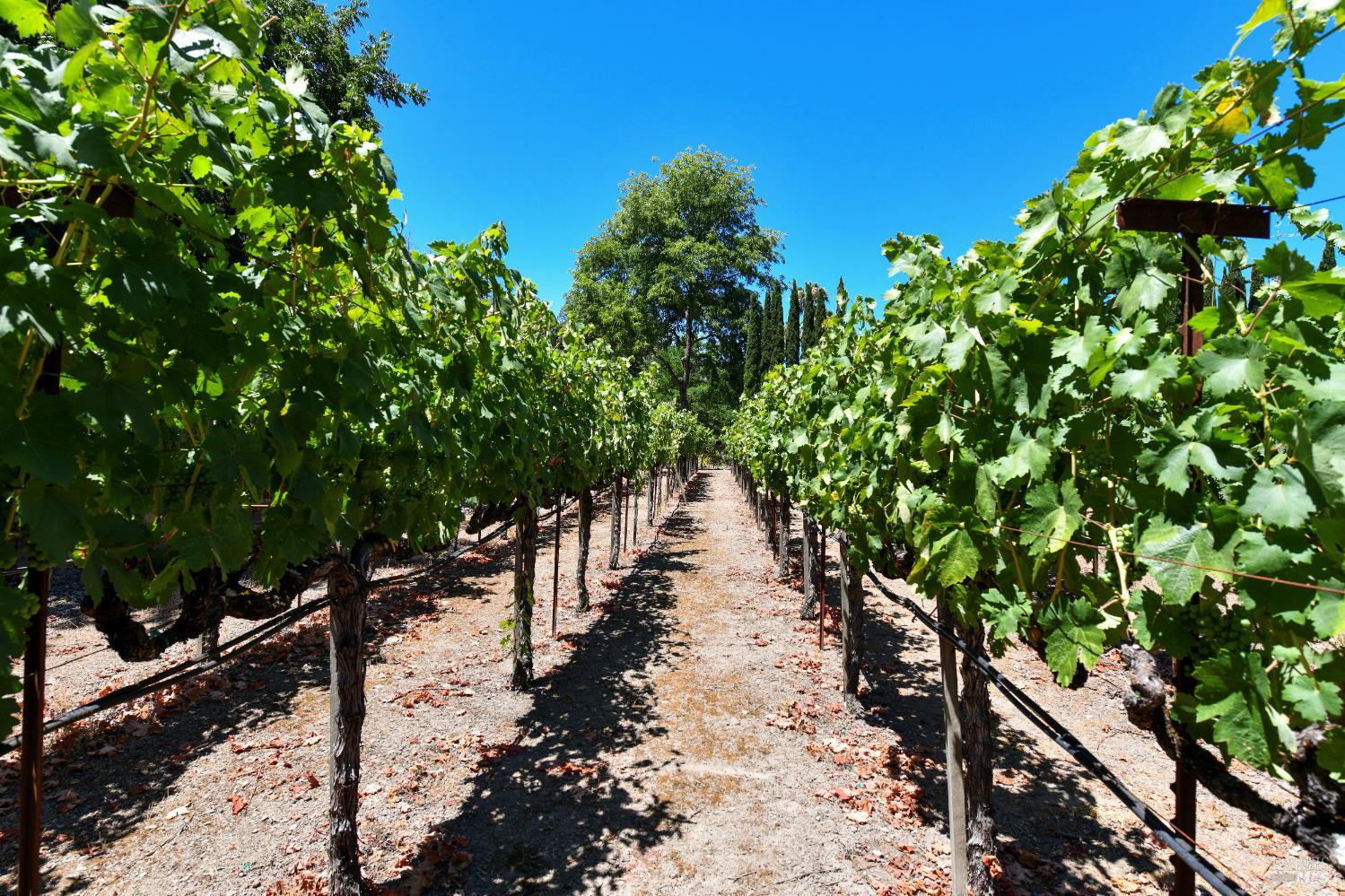 455 Glass Mountain Road St. Helena CA 94574