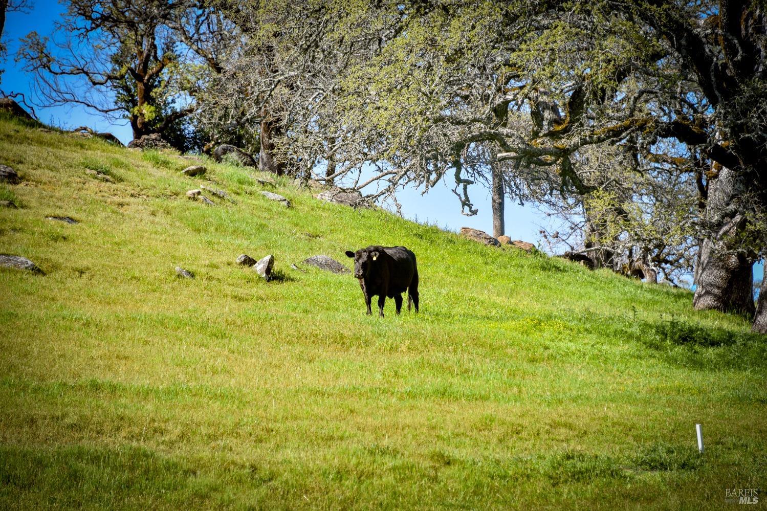 100 Longhorn Ridge Road Napa CA 94558