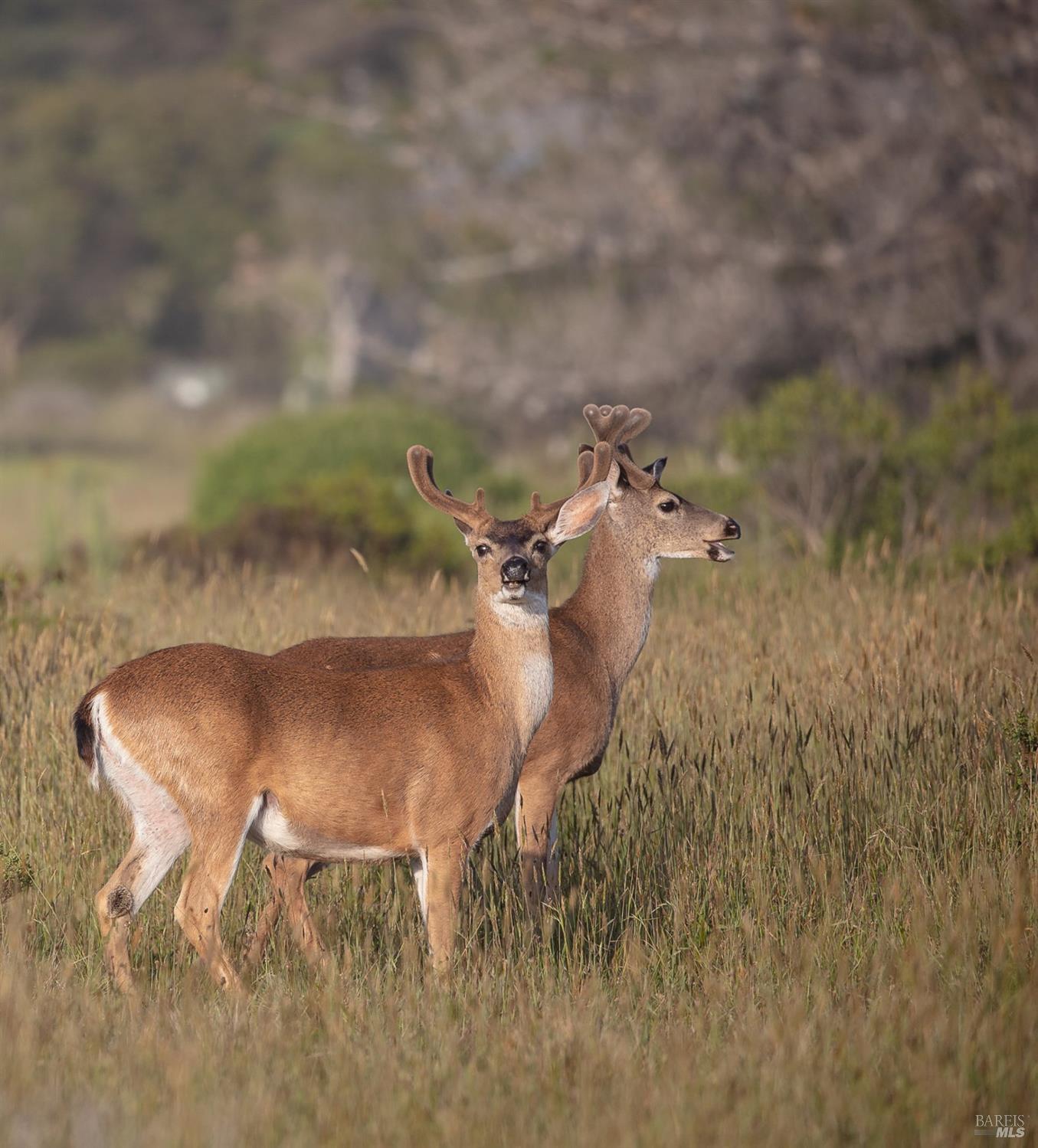 266 Fish Rock The Sea Ranch CA 95497