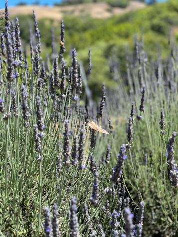 4000 Old Rancheria Road Nicasio CA 94946