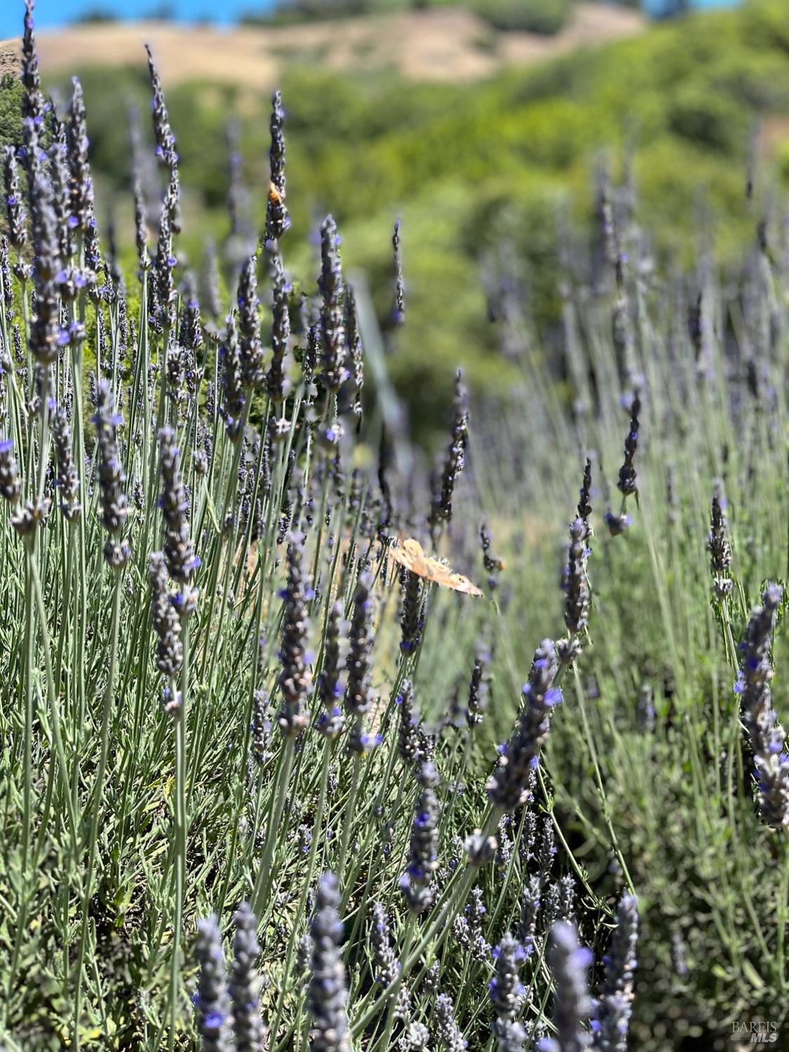 4000 Old Rancheria Road Nicasio CA 94946