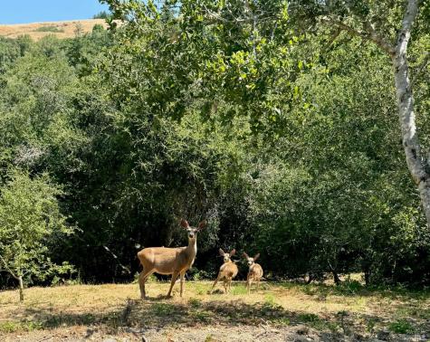 4000 Old Rancheria Road Nicasio CA 94946