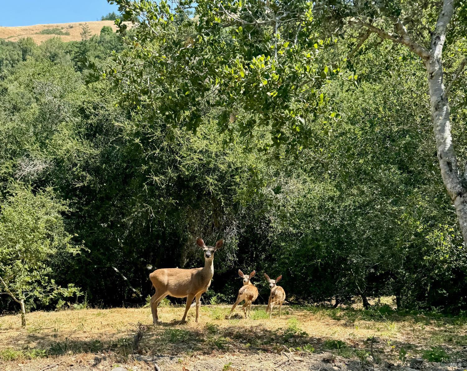 4000 Old Rancheria Road Nicasio CA 94946