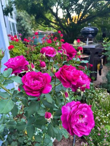 4604 Parktrail Court Santa Rosa CA 95405