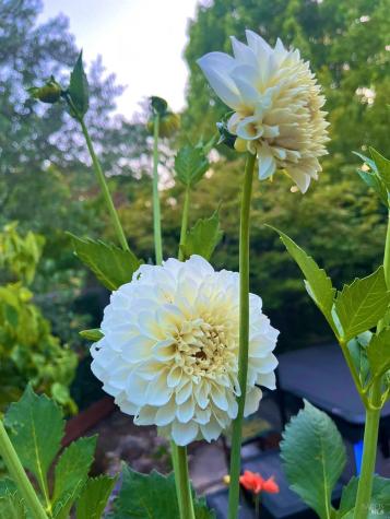 4604 Parktrail Court Santa Rosa CA 95405