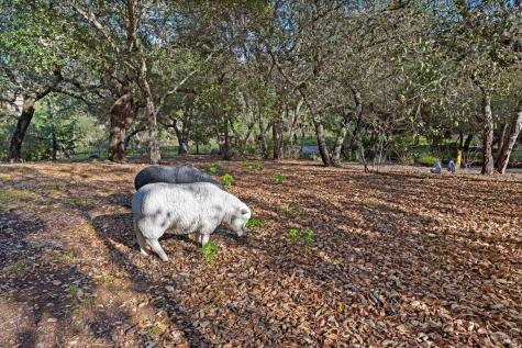 2557 Trinity Road Glen Ellen CA 95442