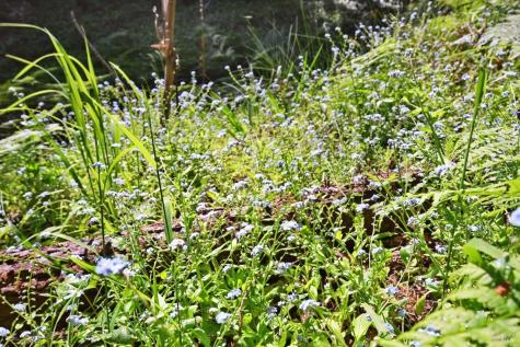 21713 Starrett Hill Drive Monte Rio CA 95462