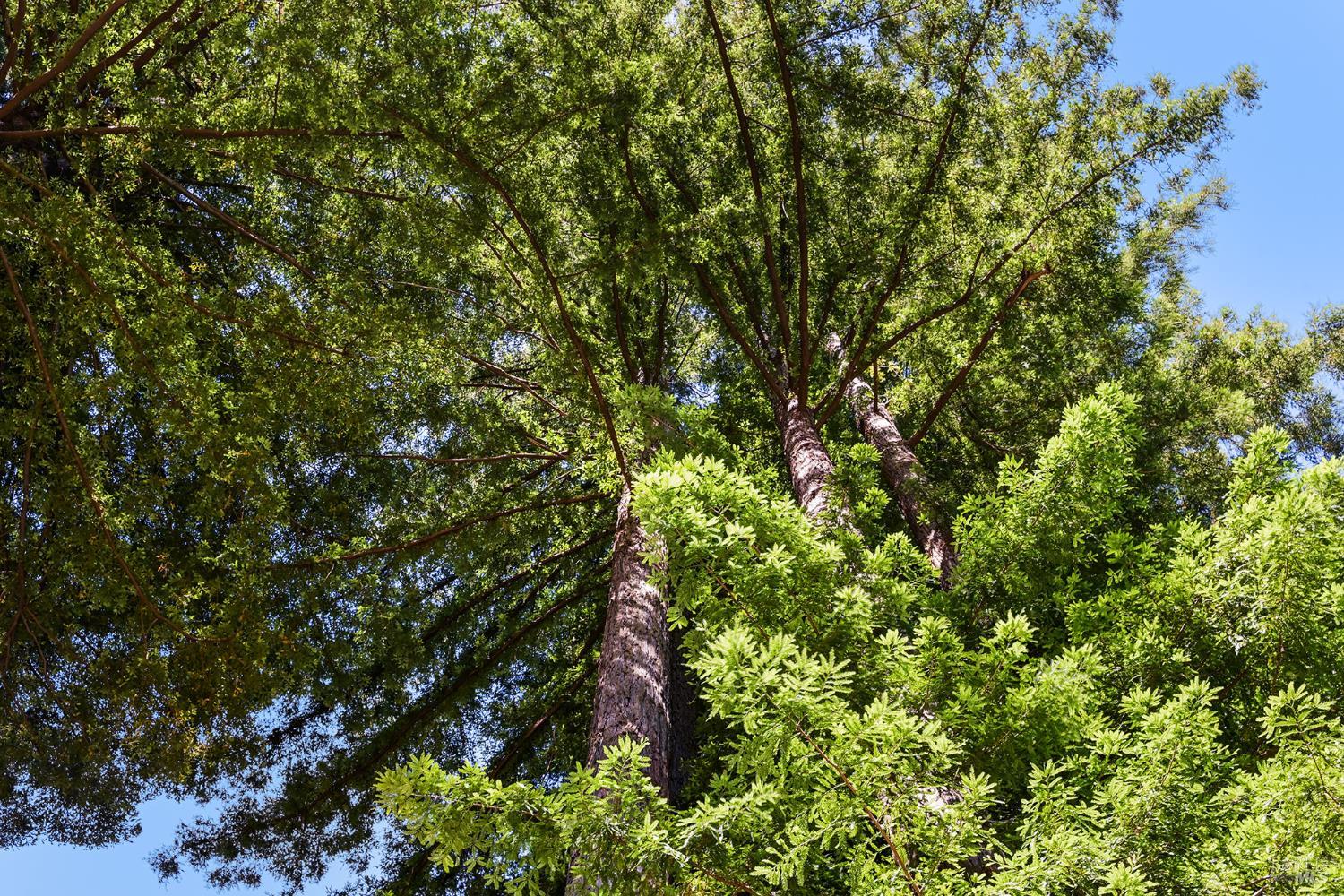 1425 Austin Creek Road Cazadero CA 95421