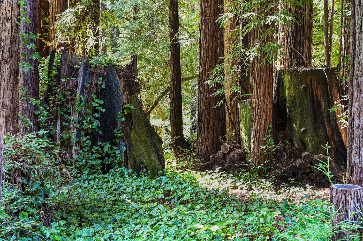 1425 Austin Creek Road Cazadero CA 95421