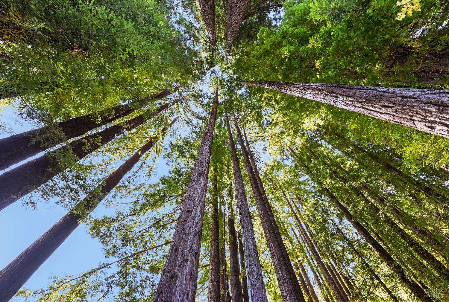1425 Austin Creek Road Cazadero CA 95421