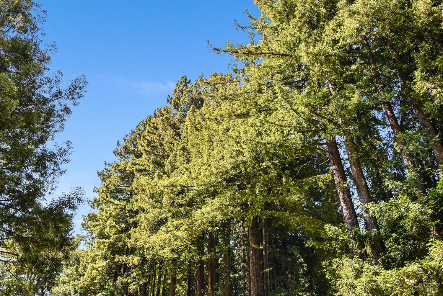 1425 Austin Creek Road Cazadero CA 95421