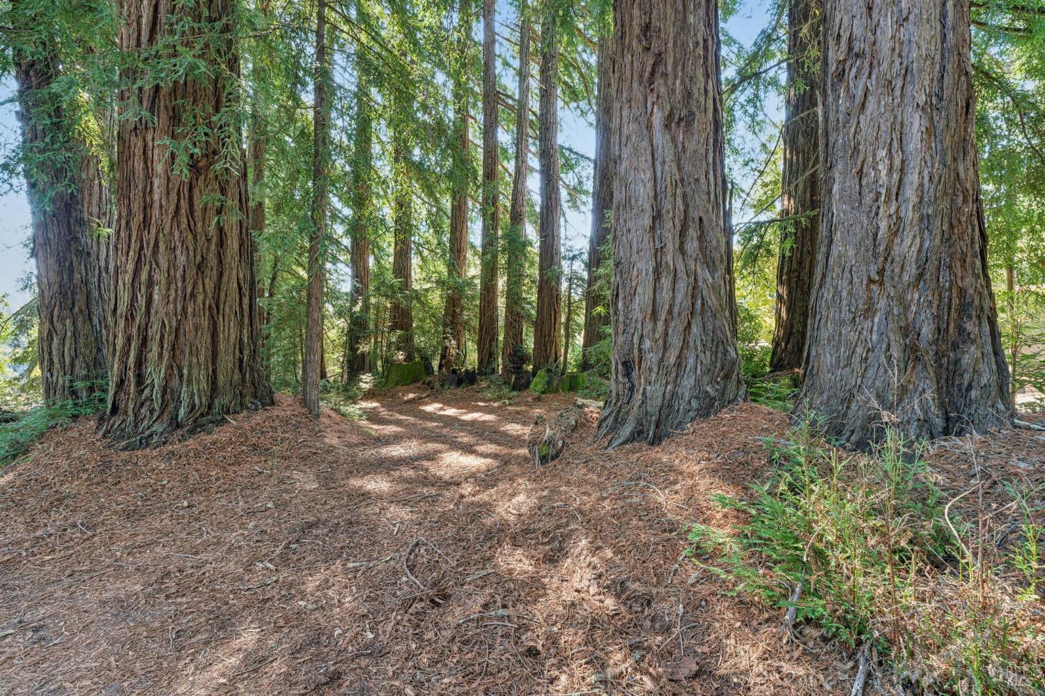 3565 Joy Road Occidental CA 95465