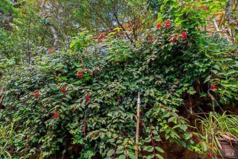 51 Monte Cimas Avenue Mill Valley CA 94941