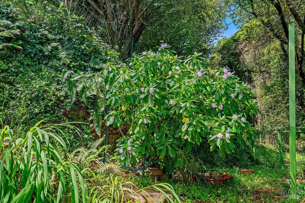 51 Monte Cimas Avenue Mill Valley CA 94941