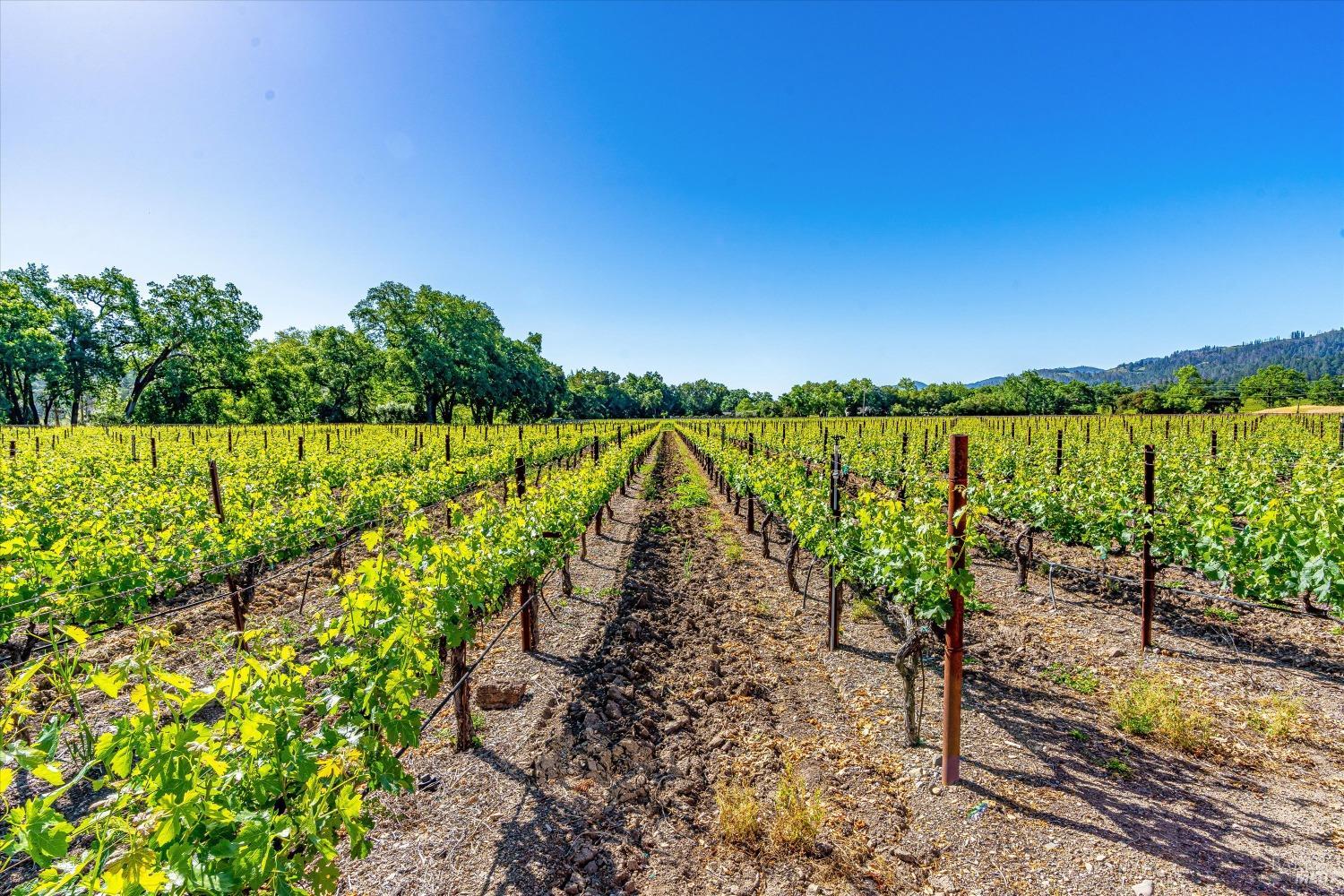 1010 Big Tree Road St. Helena CA 94574