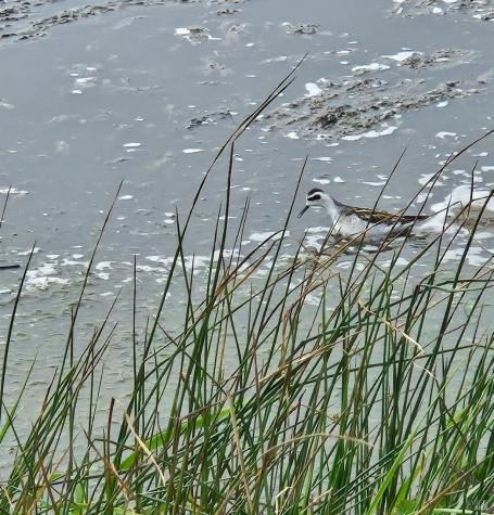 145 Bean Avenue Bodega Bay CA 94923