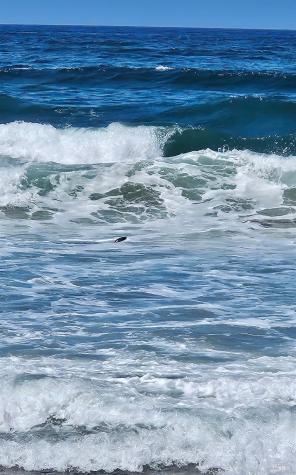 145 Bean Avenue Bodega Bay CA 94923