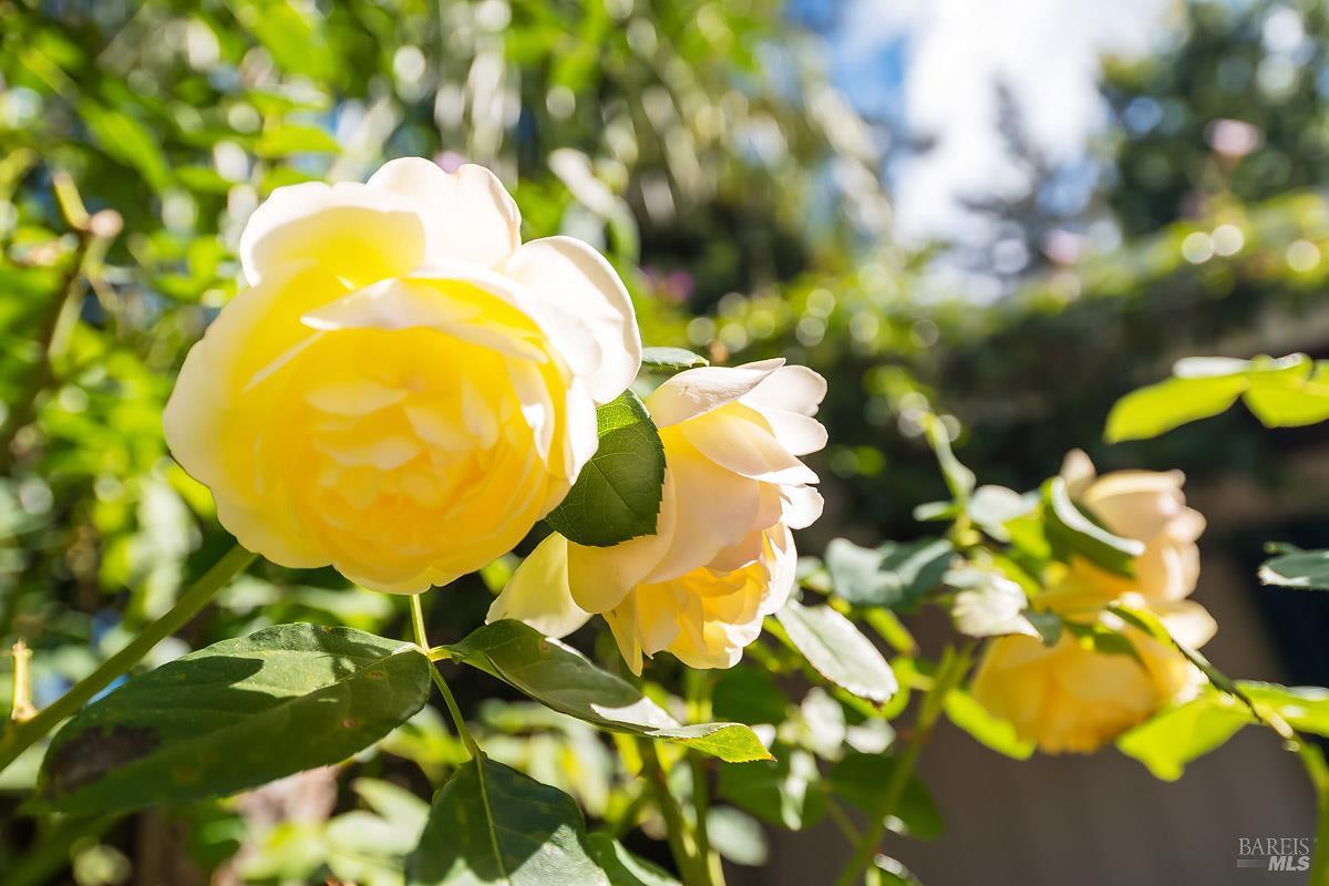 7 Rutherford Avenue San Anselmo CA 94960