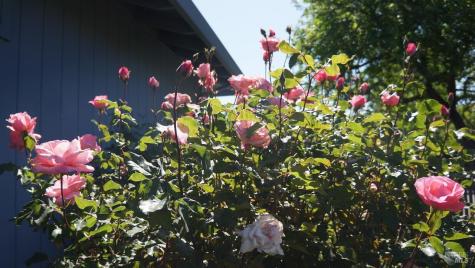 8817 Hood Mountain Circle Santa Rosa CA 95409