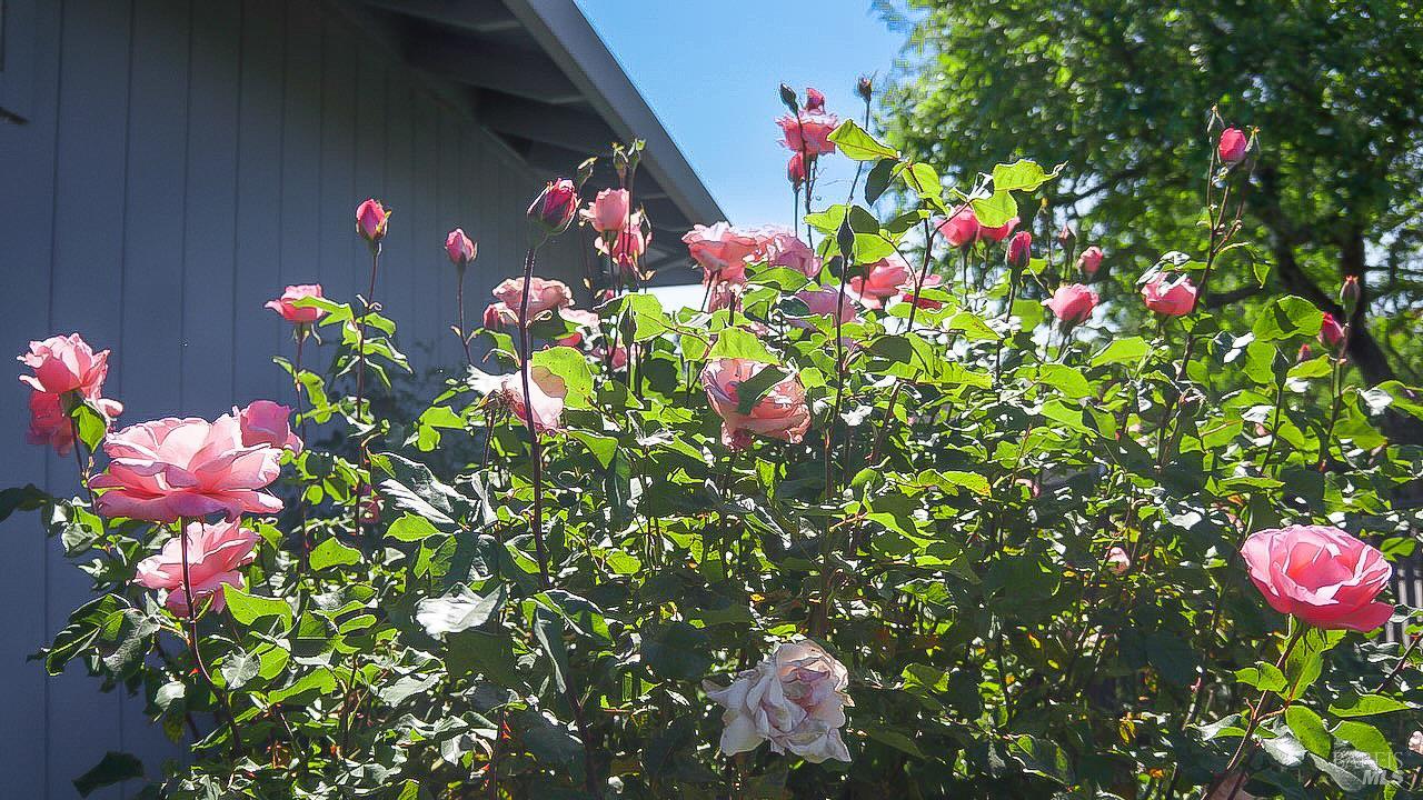 8817 Hood Mountain Circle Santa Rosa CA 95409