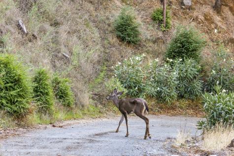 129 Piedmont Court Larkspur CA 94939