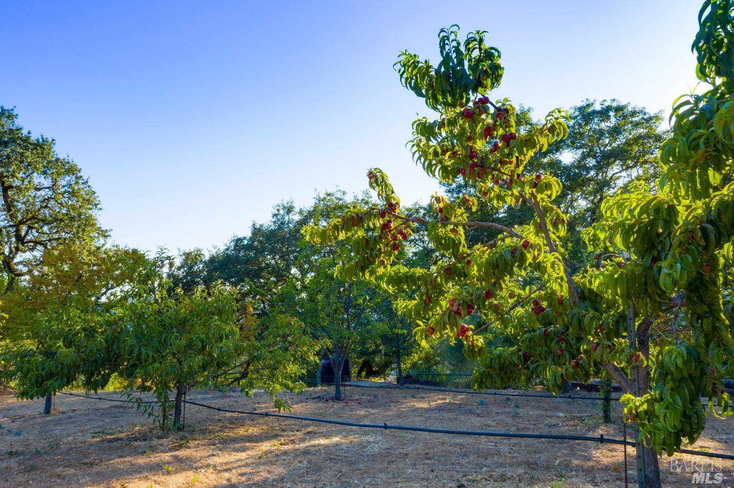 24000 Fig Tree Lane Yorkville CA 95494