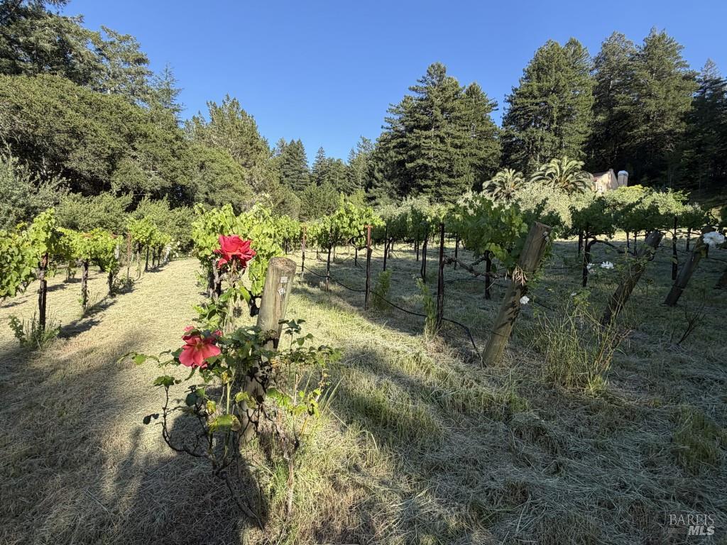 16875 Coleman Valley Road Occidental CA 95465