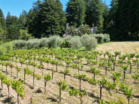 16875 Coleman Valley Road Occidental CA 95465
