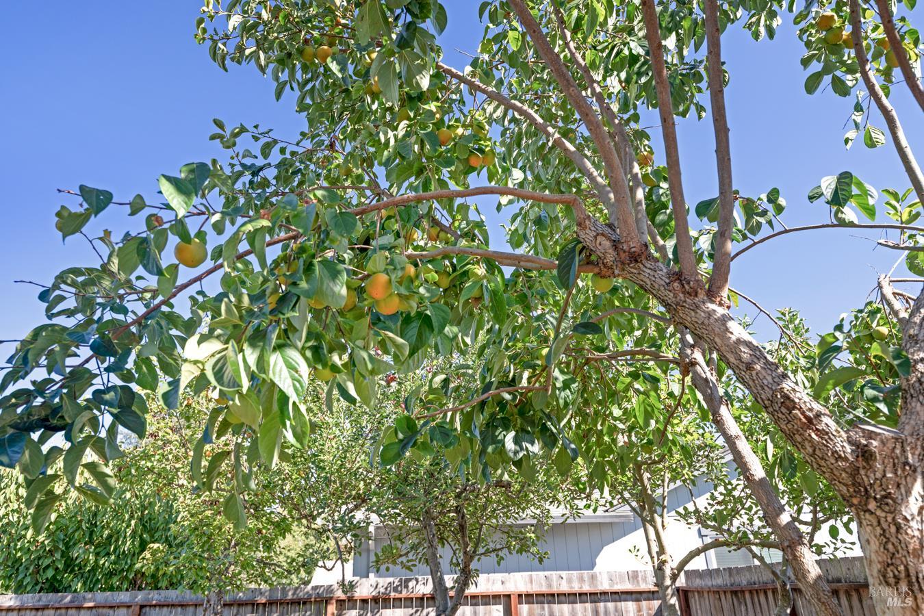 1136 Navarro Street Santa Rosa CA 95401