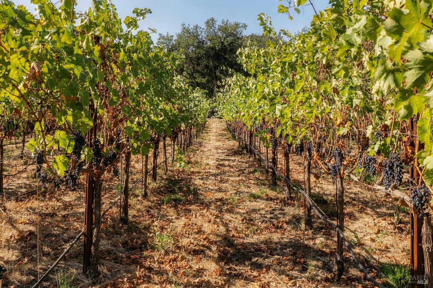 45 Vineyard View Drive Napa CA 94558