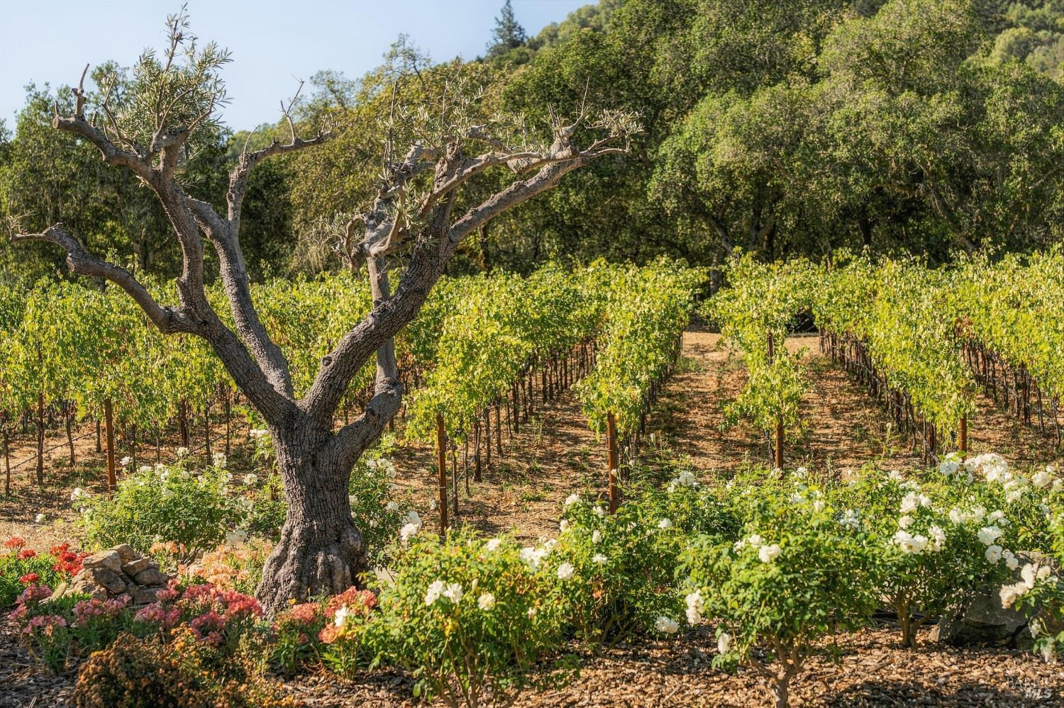 45 Vineyard View Drive Napa CA 94558