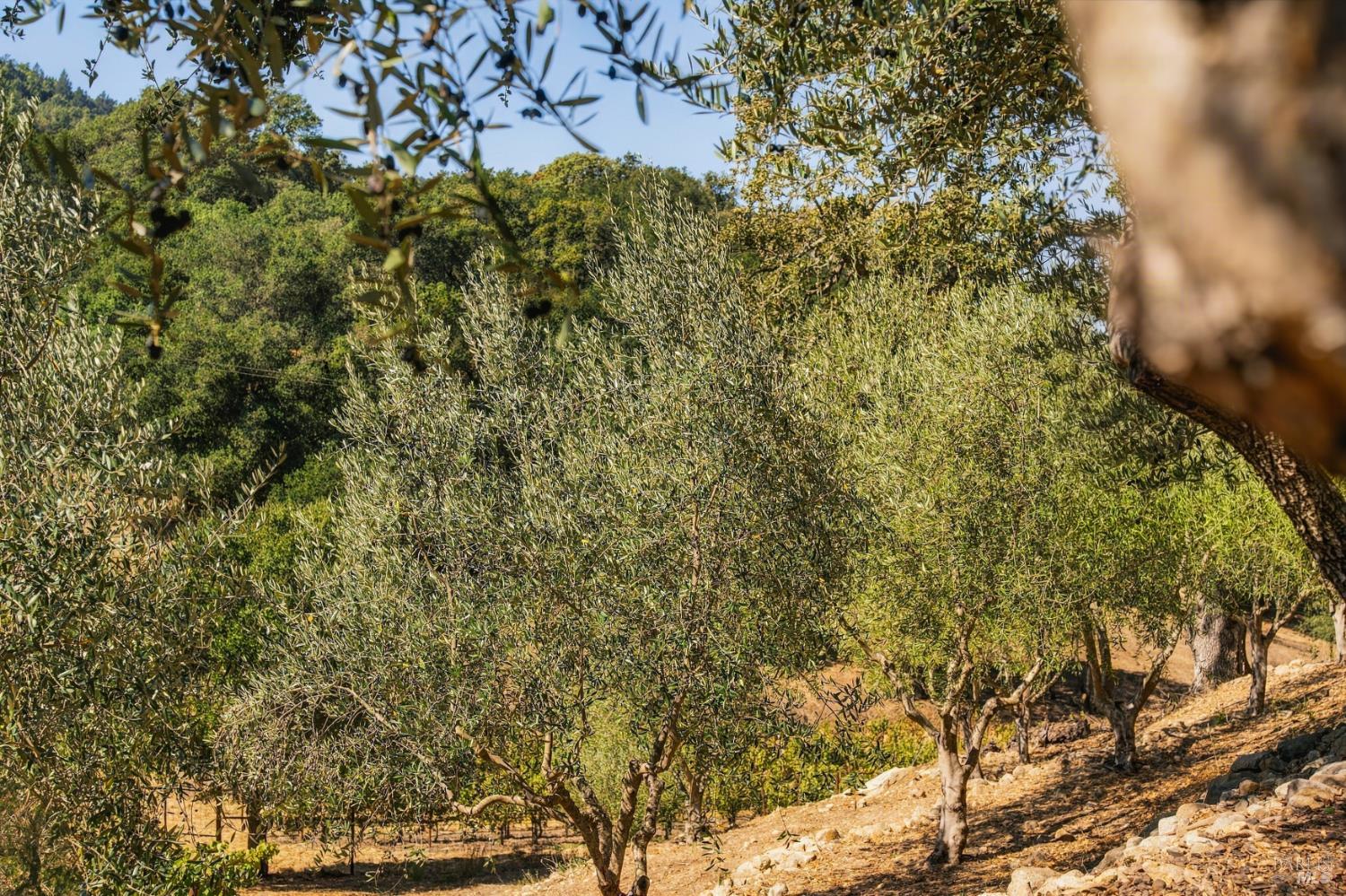 45 Vineyard View Drive Napa CA 94558