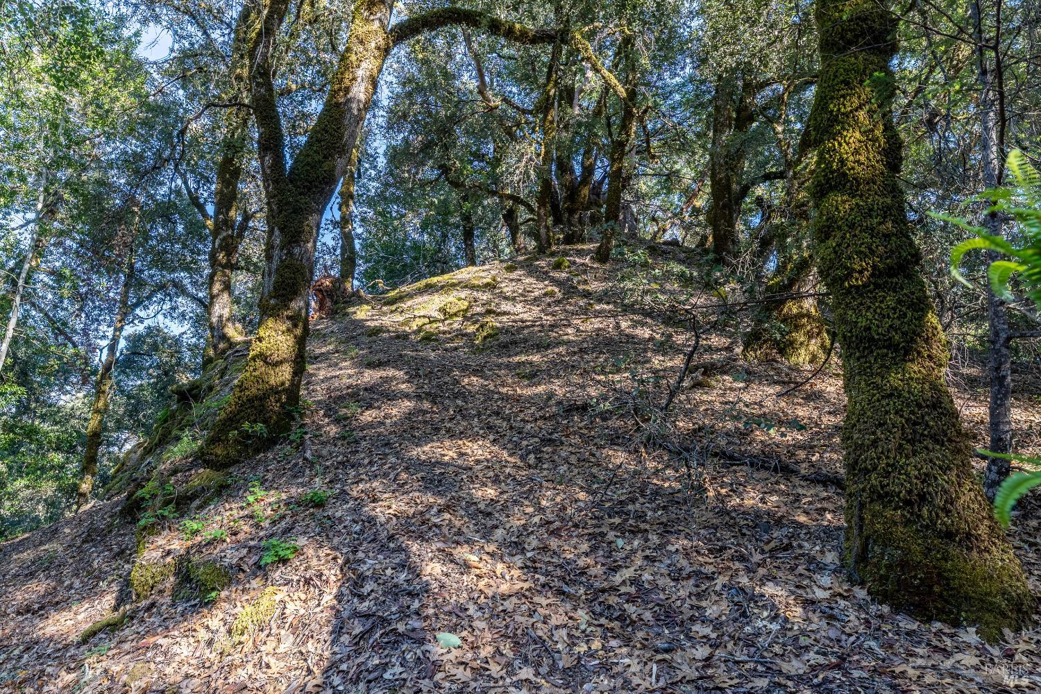 28801 Pinecrest Road Willits CA 95490