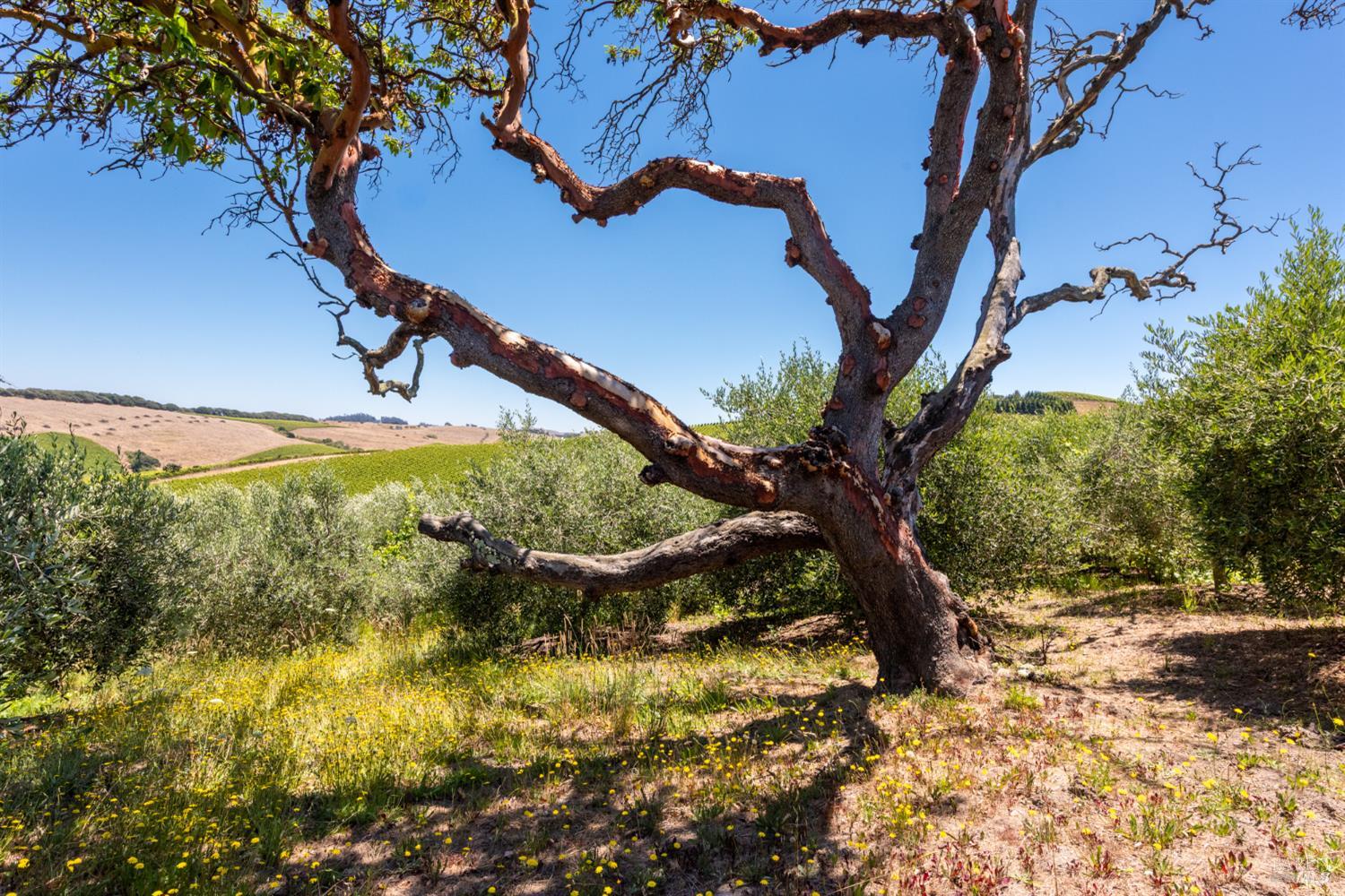 3518 Bloomfield Road Sebastopol CA 95472