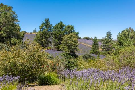 3518 Bloomfield Road Sebastopol CA 95472