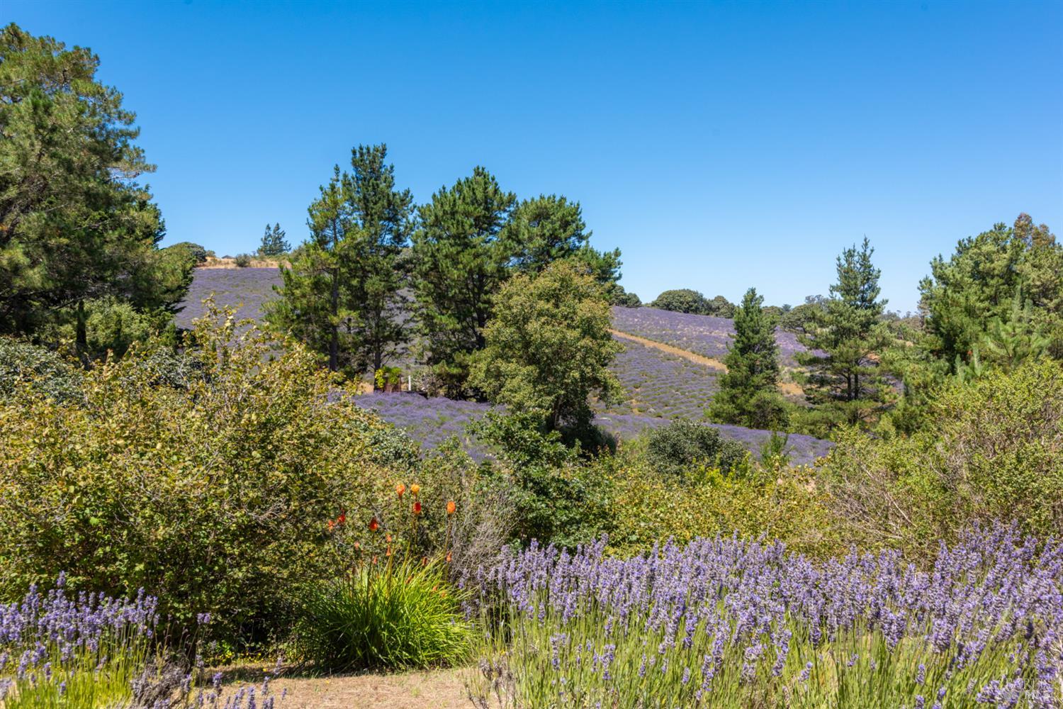 3518 Bloomfield Road Sebastopol CA 95472