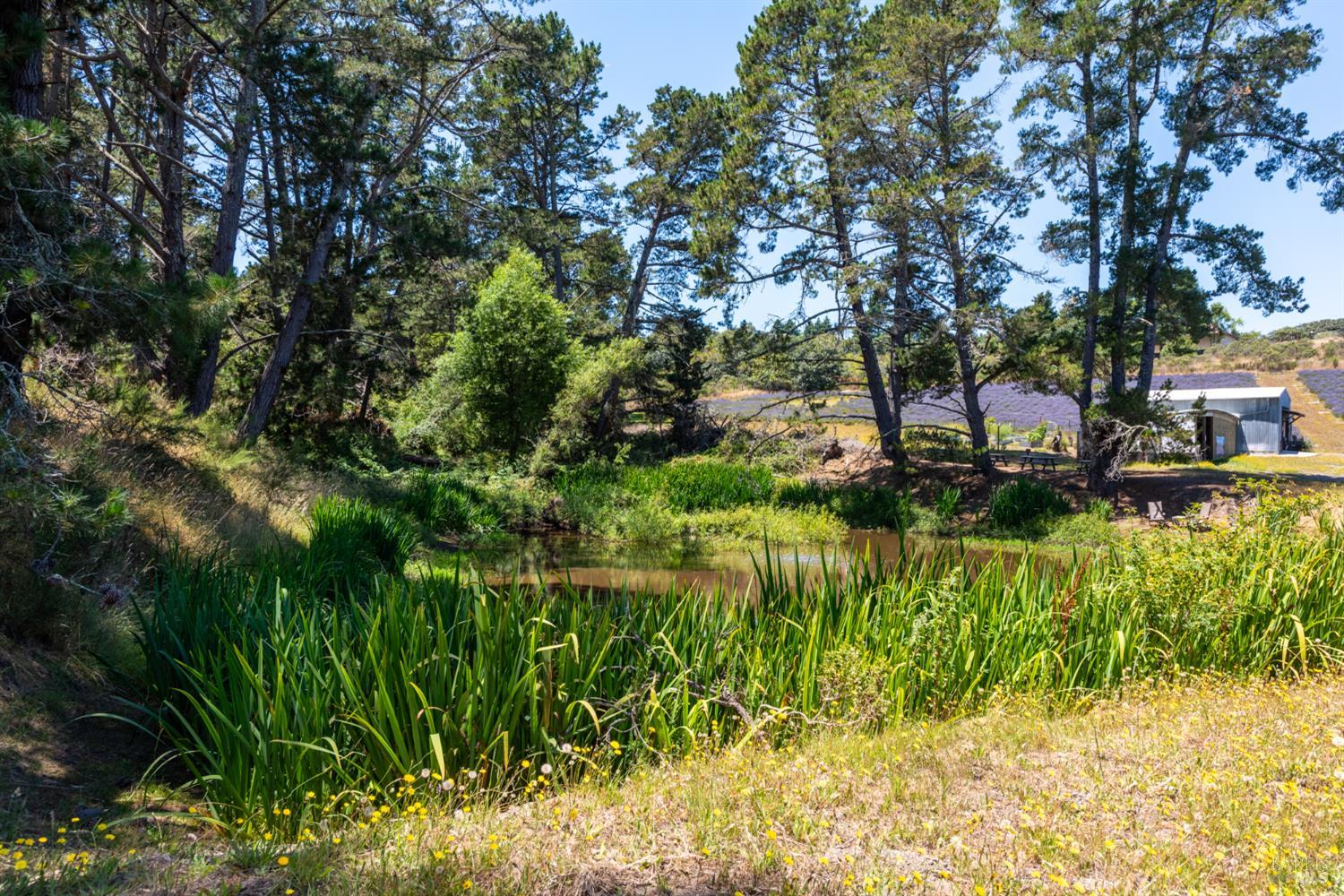 3518 Bloomfield Road Sebastopol CA 95472