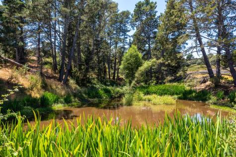 3518 Bloomfield Road Sebastopol CA 95472