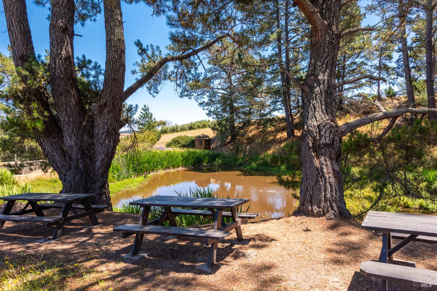 3518 Bloomfield Road Sebastopol CA 95472
