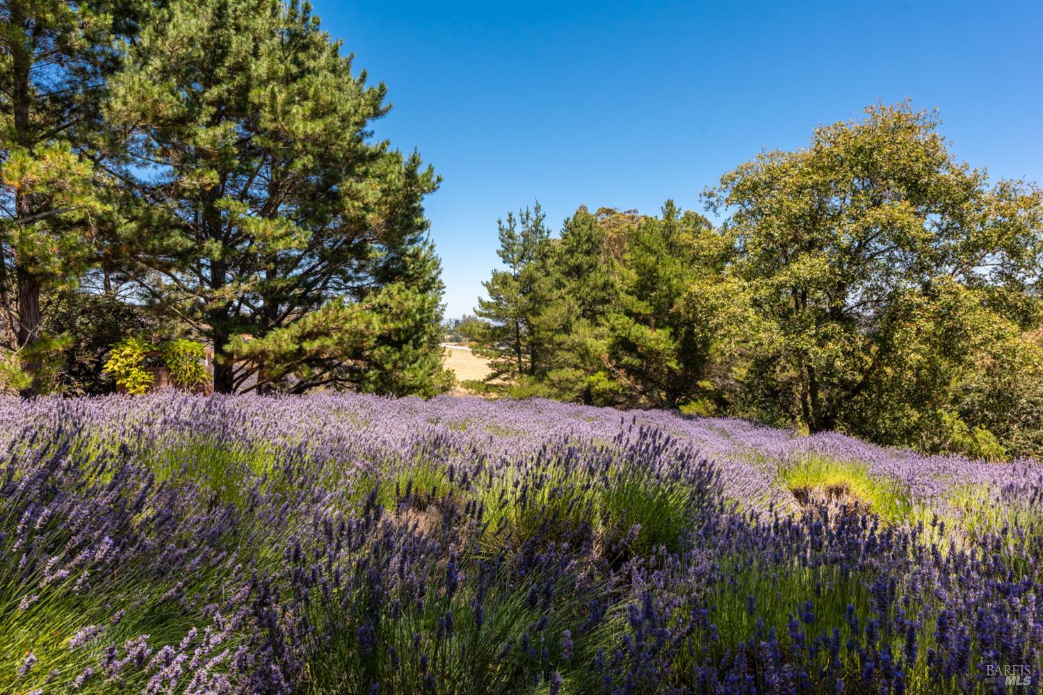3518 Bloomfield Road Sebastopol CA 95472