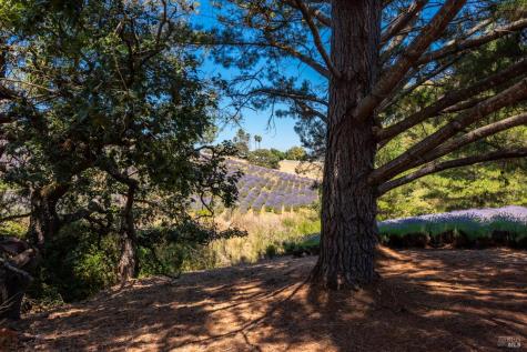 3518 Bloomfield Road Sebastopol CA 95472