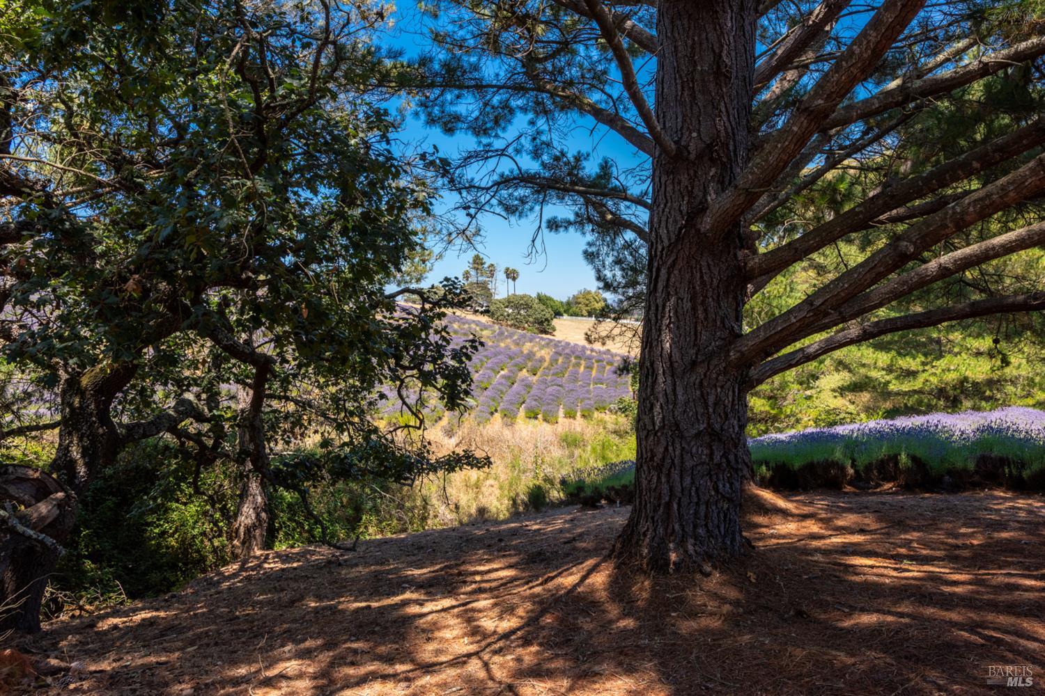 3518 Bloomfield Road Sebastopol CA 95472