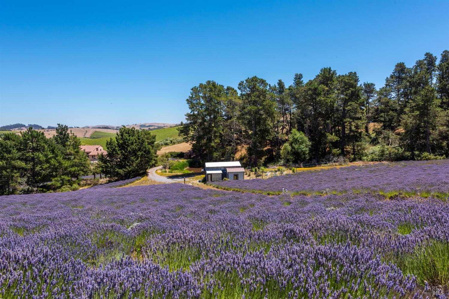 3518 Bloomfield Road Sebastopol CA 95472